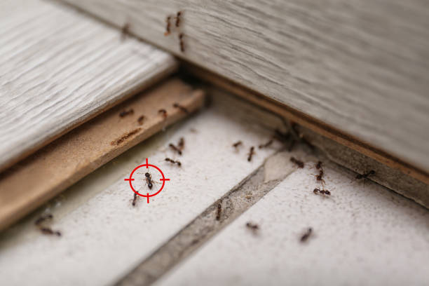 Best Pest Prevention Services  in Wilmer, TX